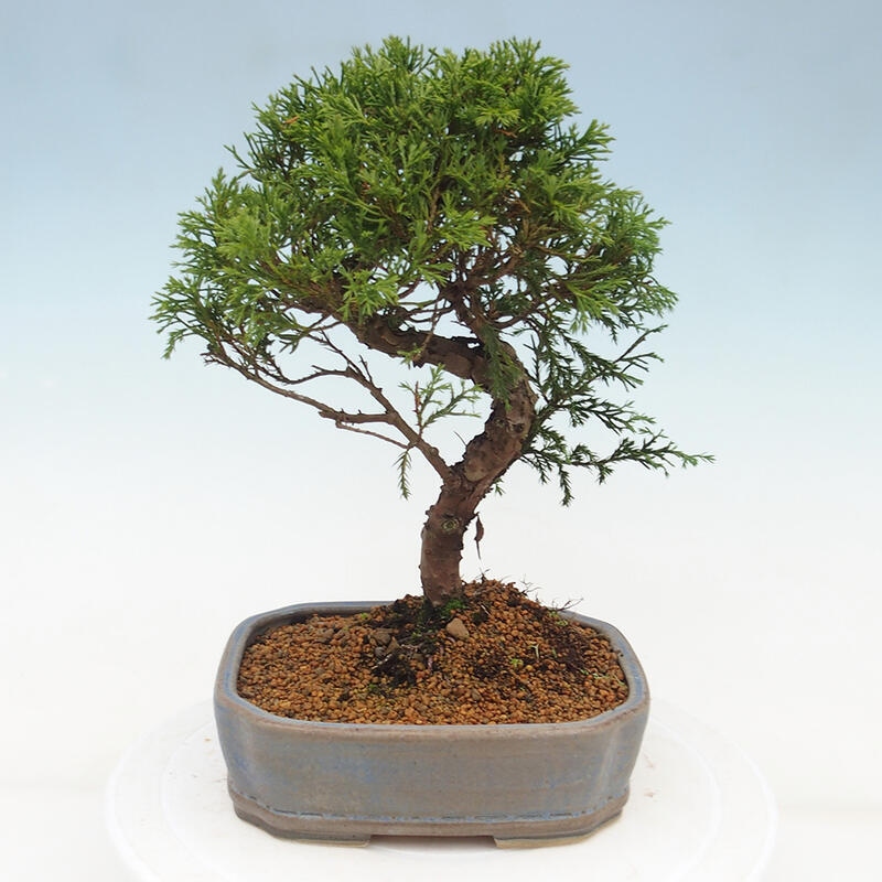 Kültéri bonsai - Juniperus chinensis Itoigawa