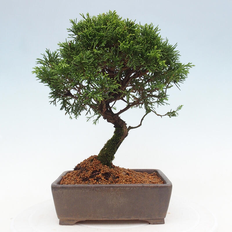 Kültéri bonsai - Juniperus chinensis Itoigawa