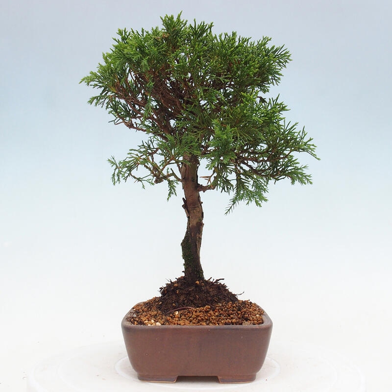 Kültéri bonsai - Juniperus chinensis Itoigawa