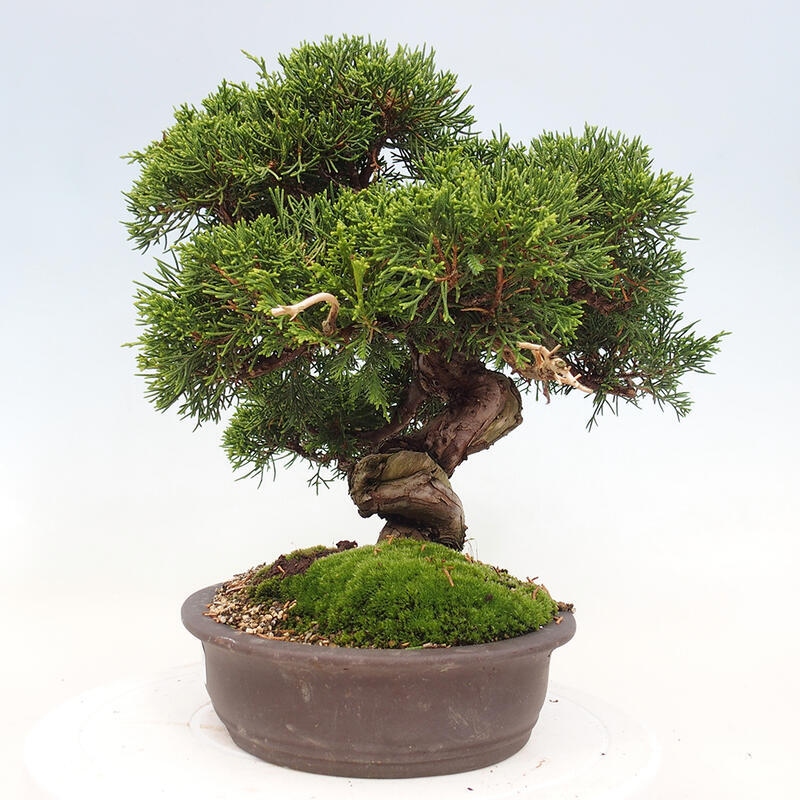 Kültéri bonsai - Juniperus chinensis Itoigawa-Juniperus chinensis
