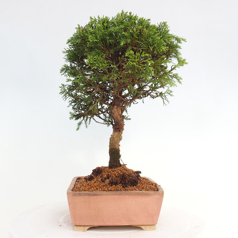 Kültéri bonsai - Juniperus chinensis Itoigawa