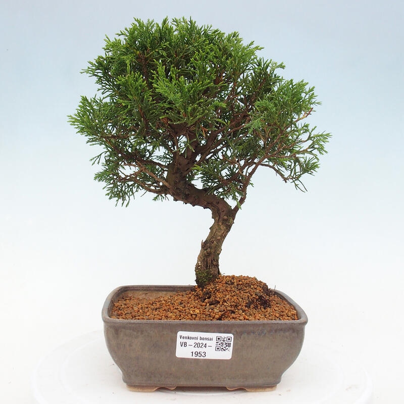 Kültéri bonsai - Juniperus chinensis Itoigawa