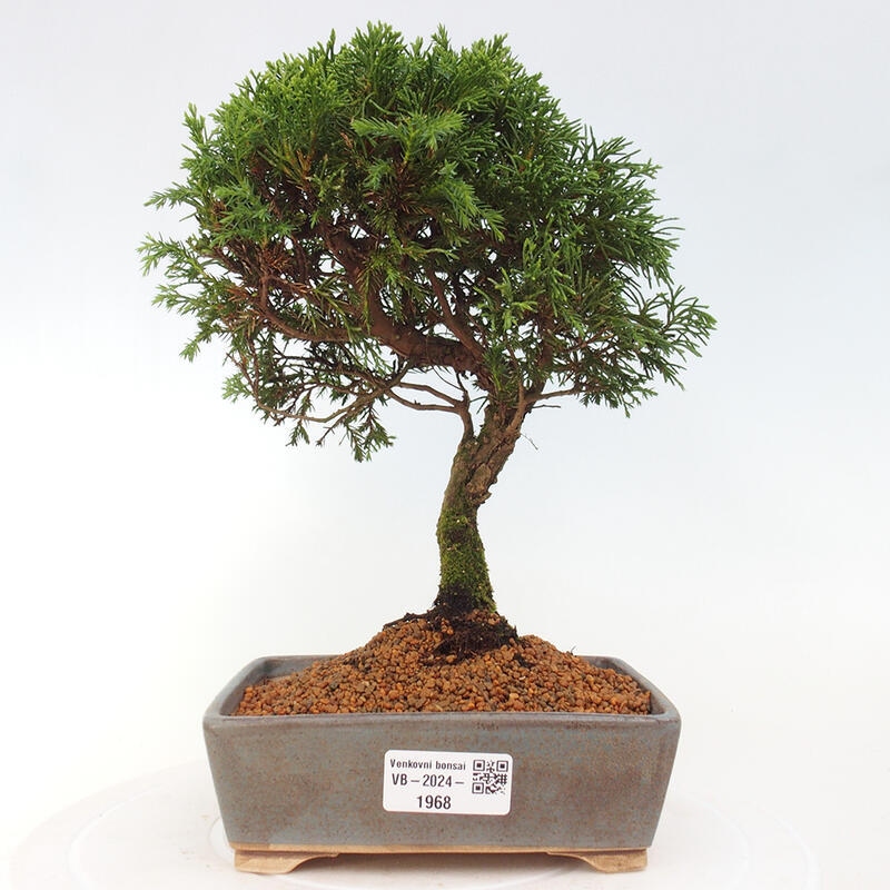 Kültéri bonsai - Juniperus chinensis Itoigawa
