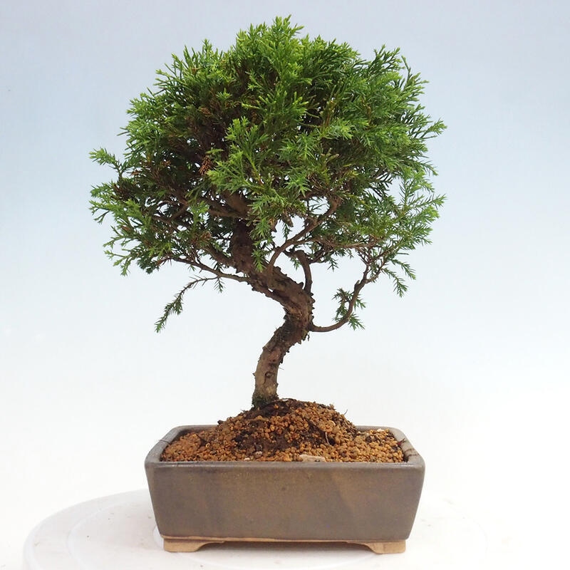 Kültéri bonsai - Juniperus chinensis Itoigawa