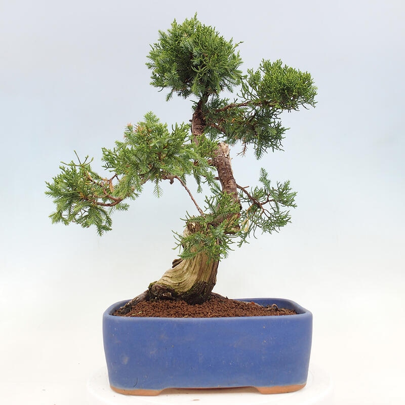 Kültéri bonsai - Juniperus chinensis Itoigawa-Juniperus chinensis