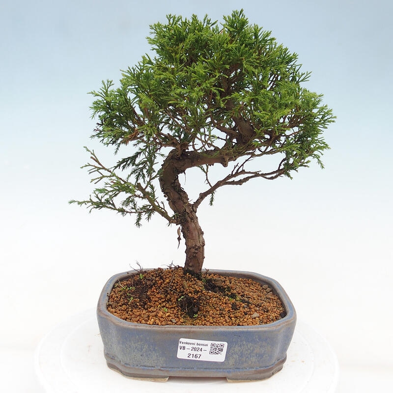 Kültéri bonsai - Juniperus chinensis Itoigawa