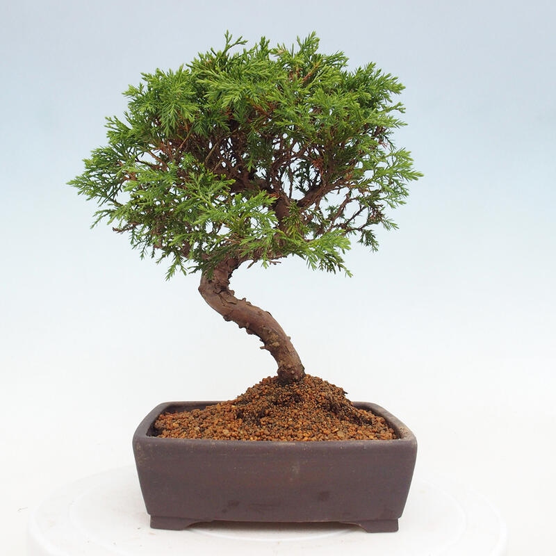 Kültéri bonsai - Juniperus chinensis Itoigawa