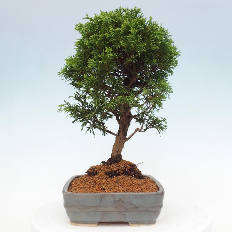 Kültéri bonsai - Juniperus chinensis Itoigawa