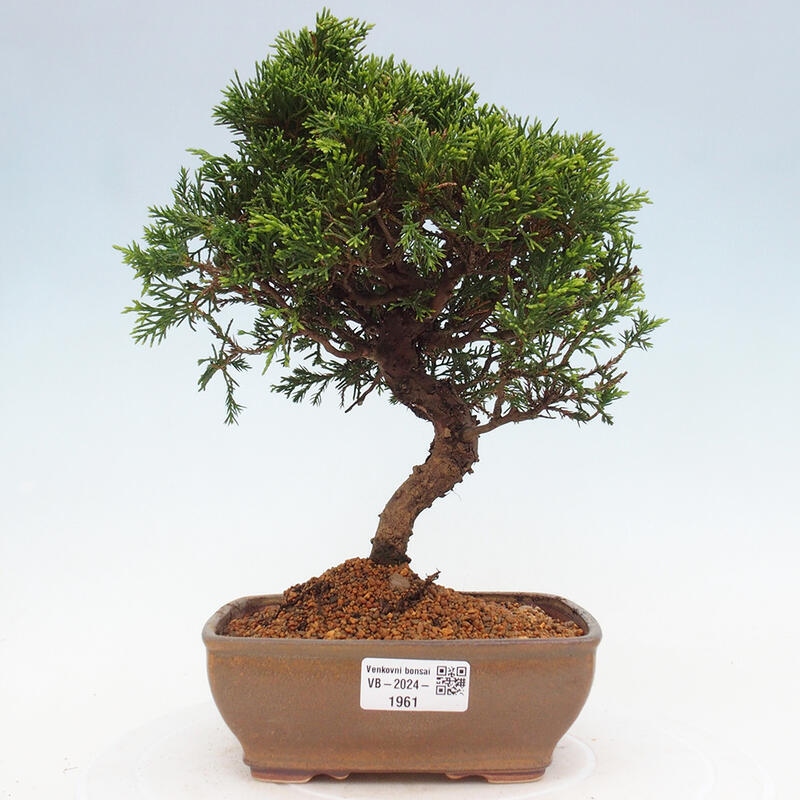 Kültéri bonsai - Juniperus chinensis Itoigawa