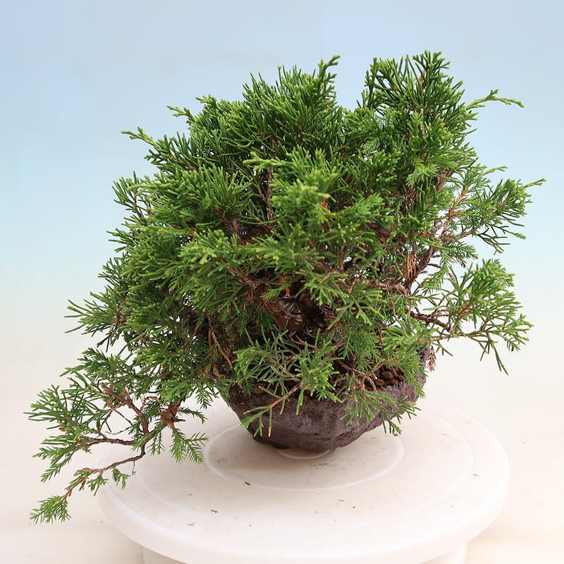 Kültéri bonsai - Juniperus chinensis Itoigawa