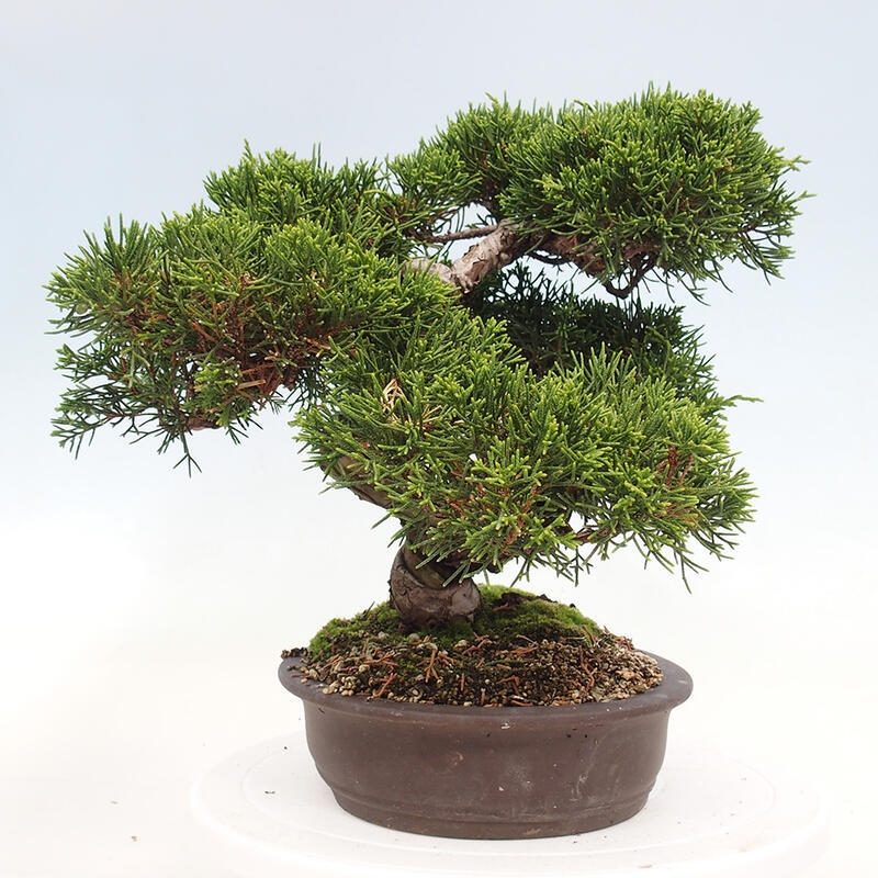 Kültéri bonsai - Juniperus chinensis Itoigawa-Juniperus chinensis