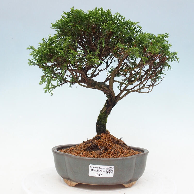Kültéri bonsai - Juniperus chinensis Itoigawa