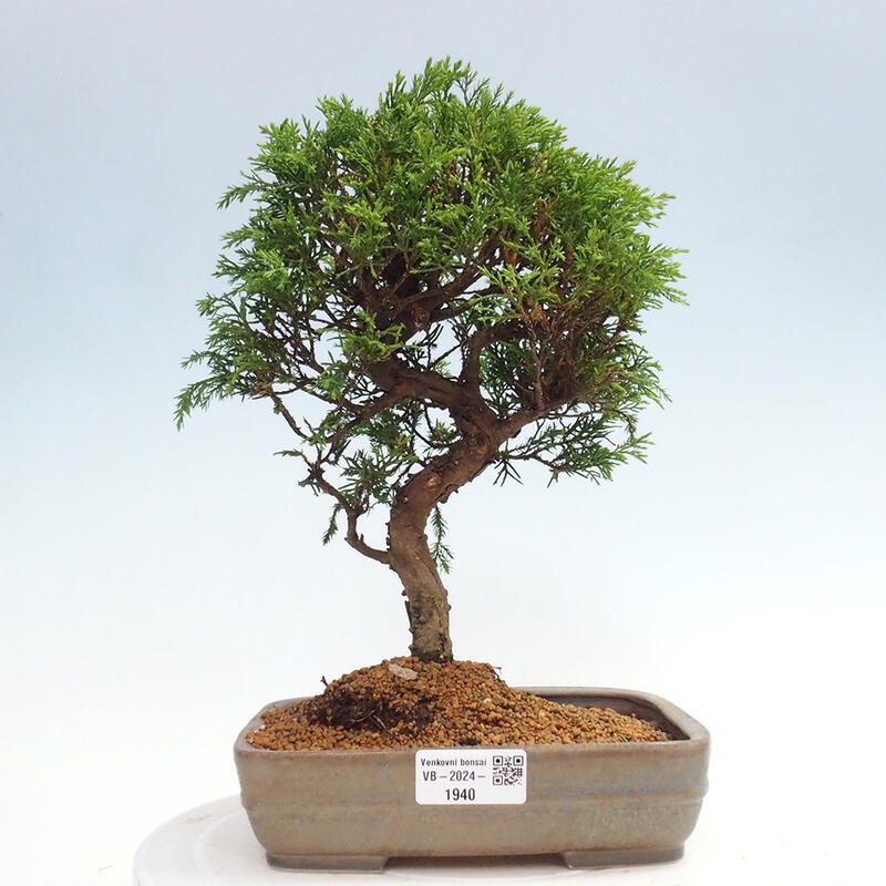 Kültéri bonsai - Juniperus chinensis Itoigawa