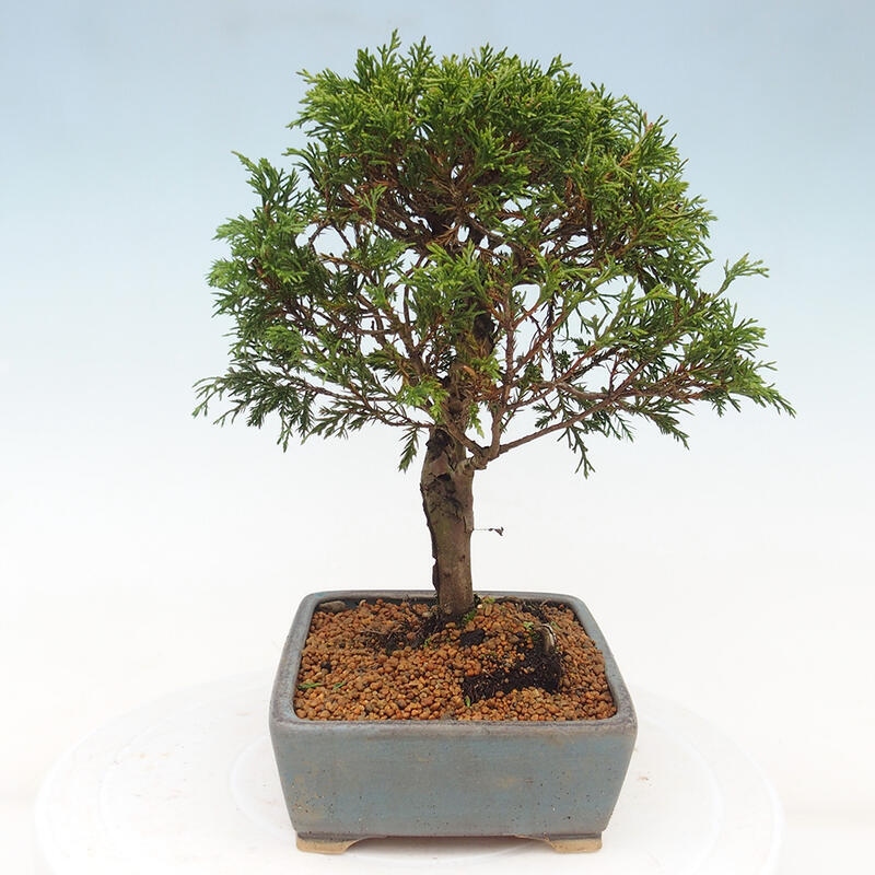 Kültéri bonsai - Juniperus chinensis Itoigawa
