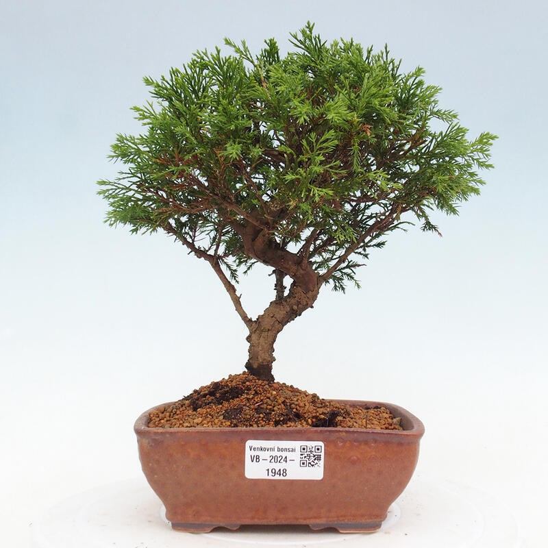 Kültéri bonsai - Juniperus chinensis Itoigawa