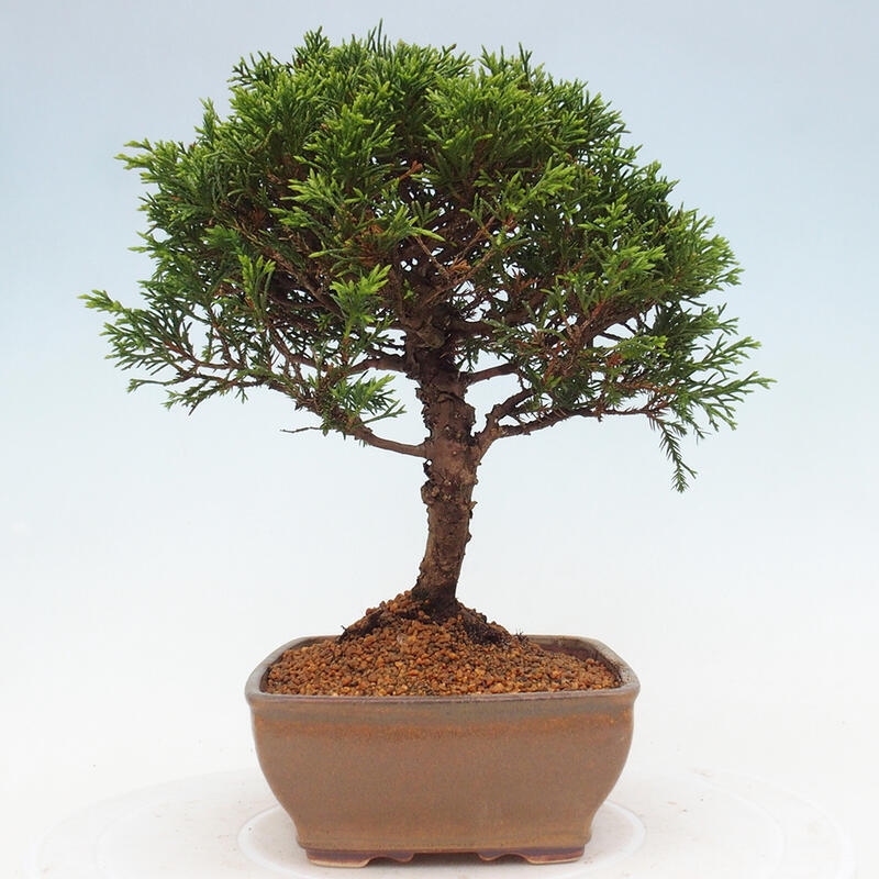 Kültéri bonsai - Juniperus chinensis Itoigawa