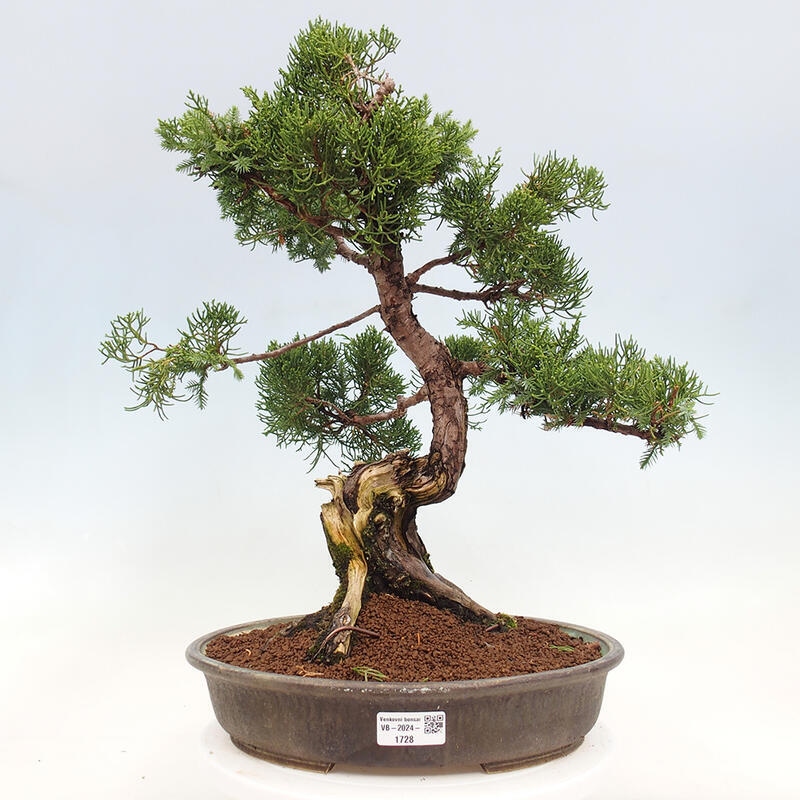 Kültéri bonsai - Juniperus chinensis Itoigawa-Juniperus chinensis