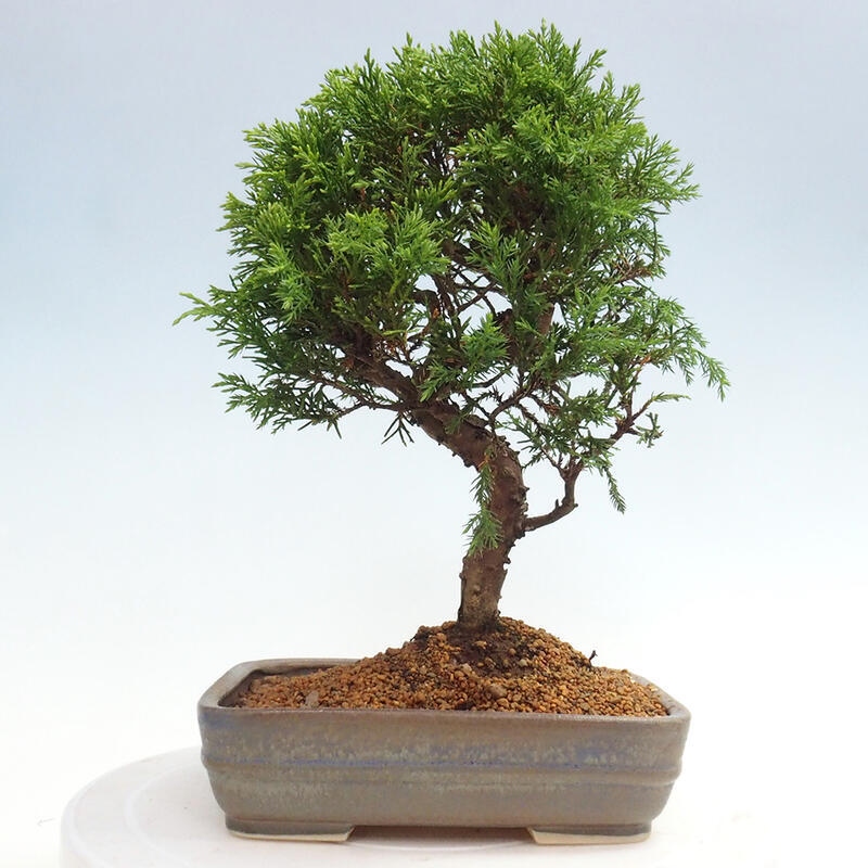 Kültéri bonsai - Juniperus chinensis Itoigawa