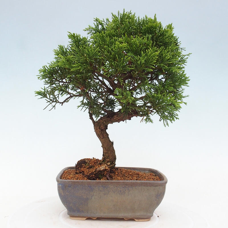 Kültéri bonsai - Juniperus chinensis Itoigawa