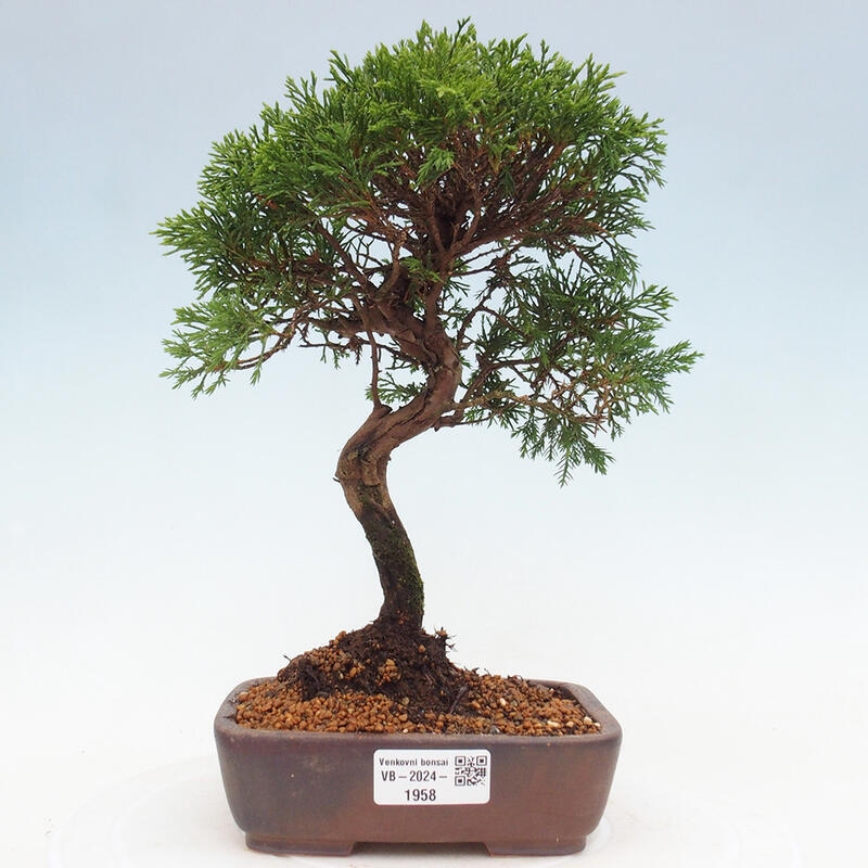 Kültéri bonsai - Juniperus chinensis Itoigawa