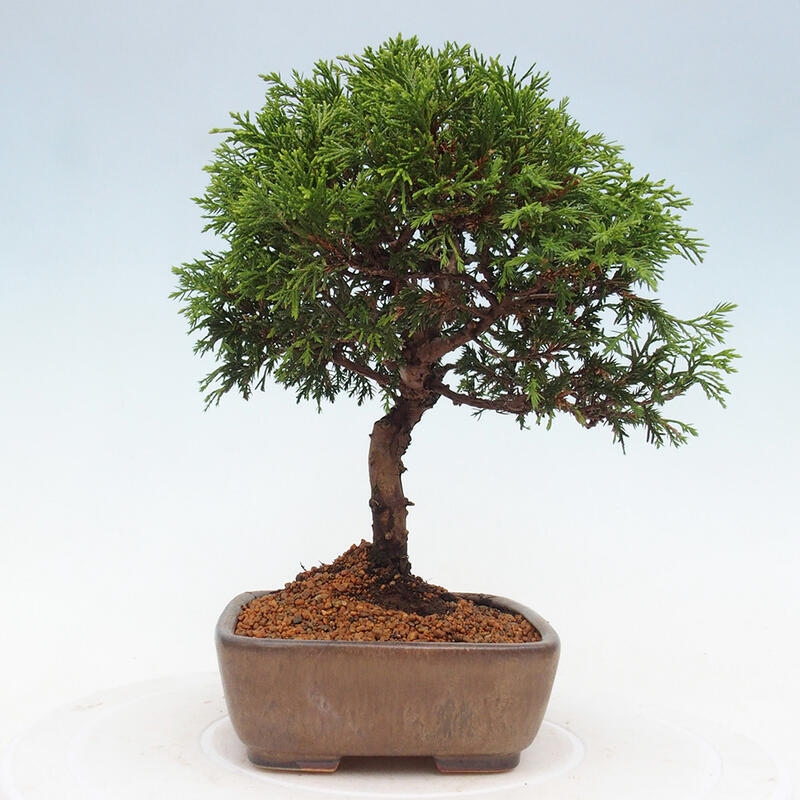 Kültéri bonsai - Juniperus chinensis Itoigawa