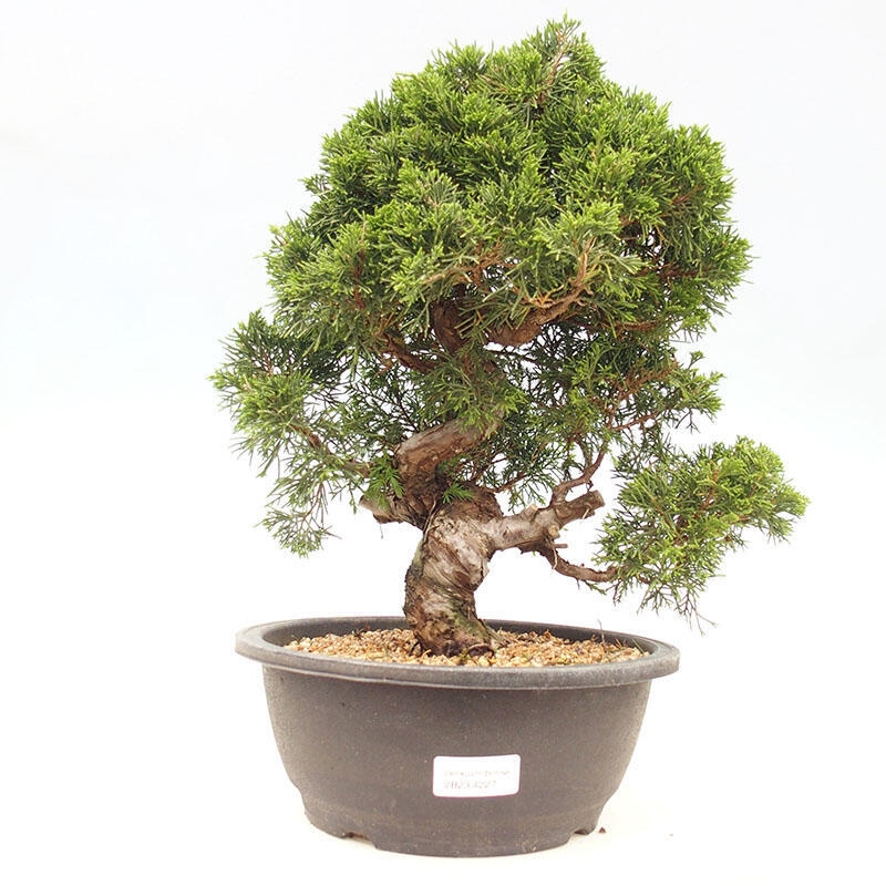 Kültéri bonsai - Juniperus chinensis Itoigawa-Juniperus chinensis