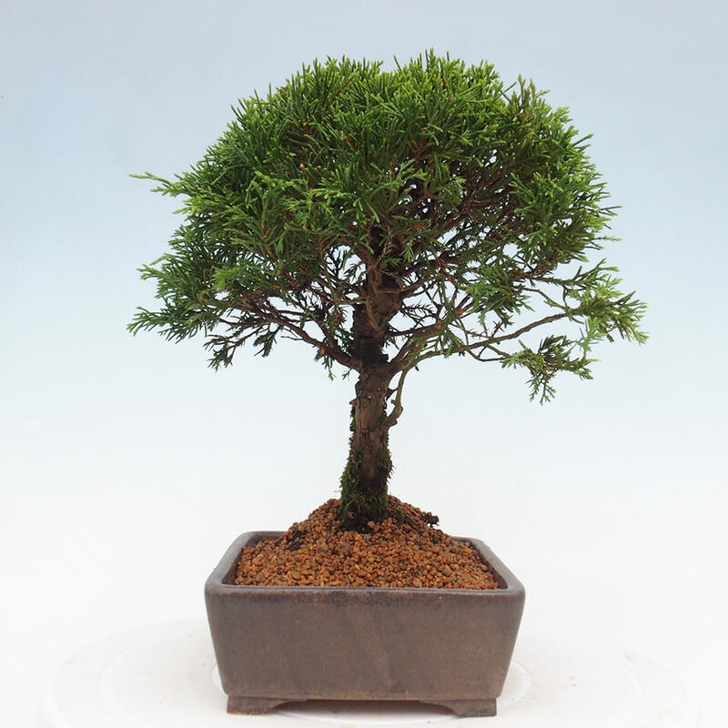Kültéri bonsai - Juniperus chinensis Itoigawa
