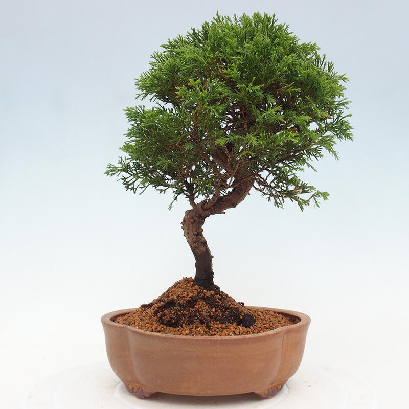 Kültéri bonsai - Juniperus chinensis Itoigawa