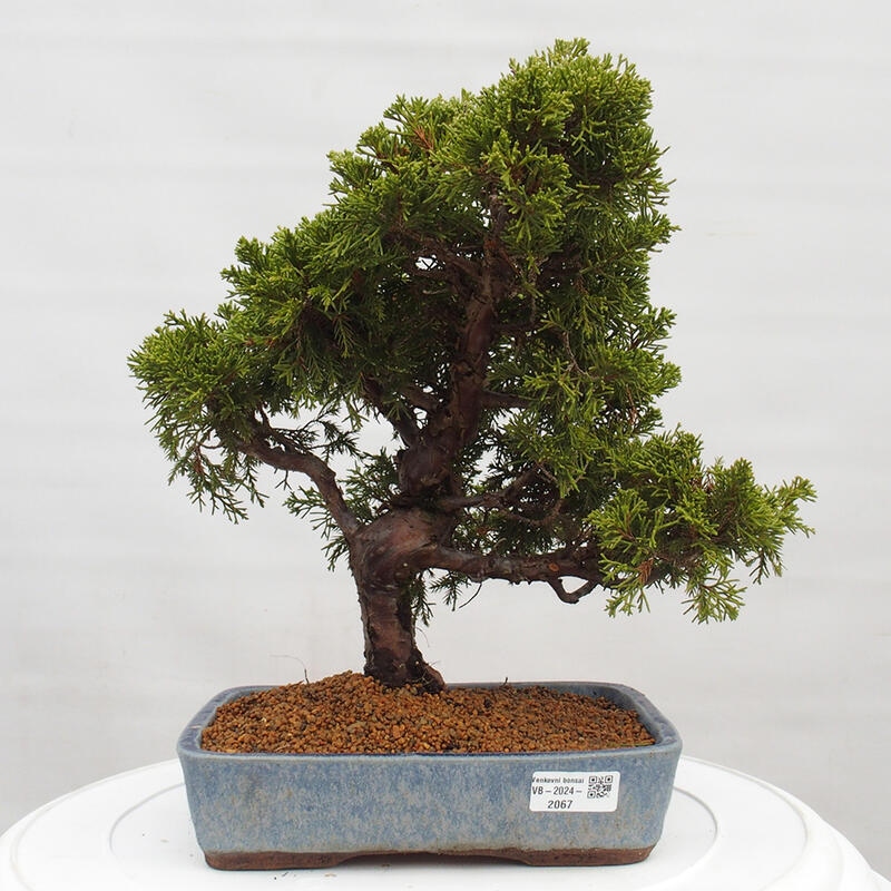 Kültéri bonsai - Juniperus chinensis Itoigawa