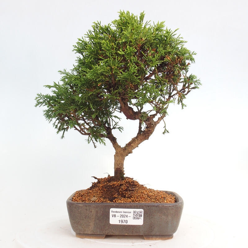 Kültéri bonsai - Juniperus chinensis Itoigawa