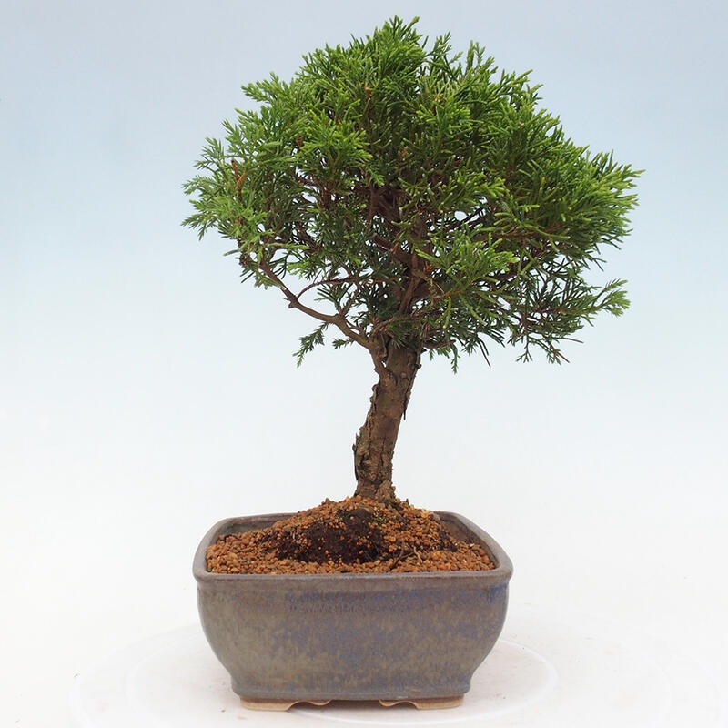 Kültéri bonsai - Juniperus chinensis Itoigawa