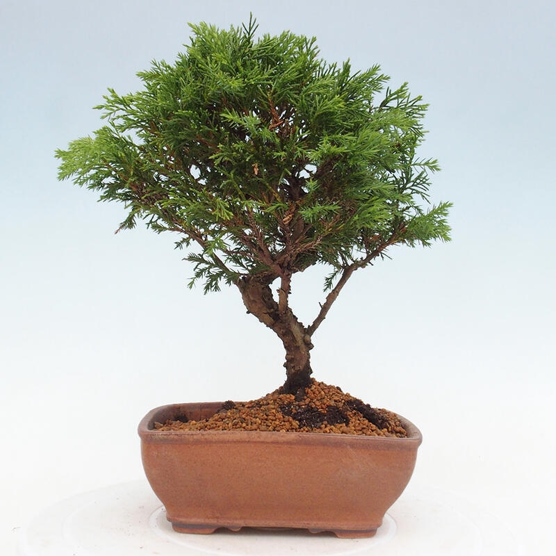 Kültéri bonsai - Juniperus chinensis Itoigawa
