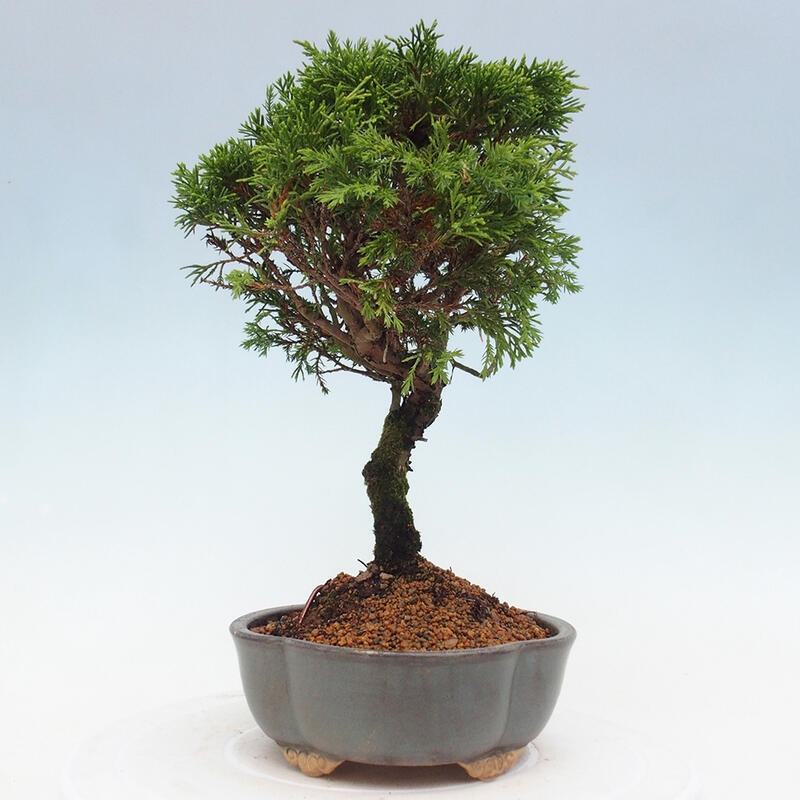 Kültéri bonsai - Juniperus chinensis Itoigawa