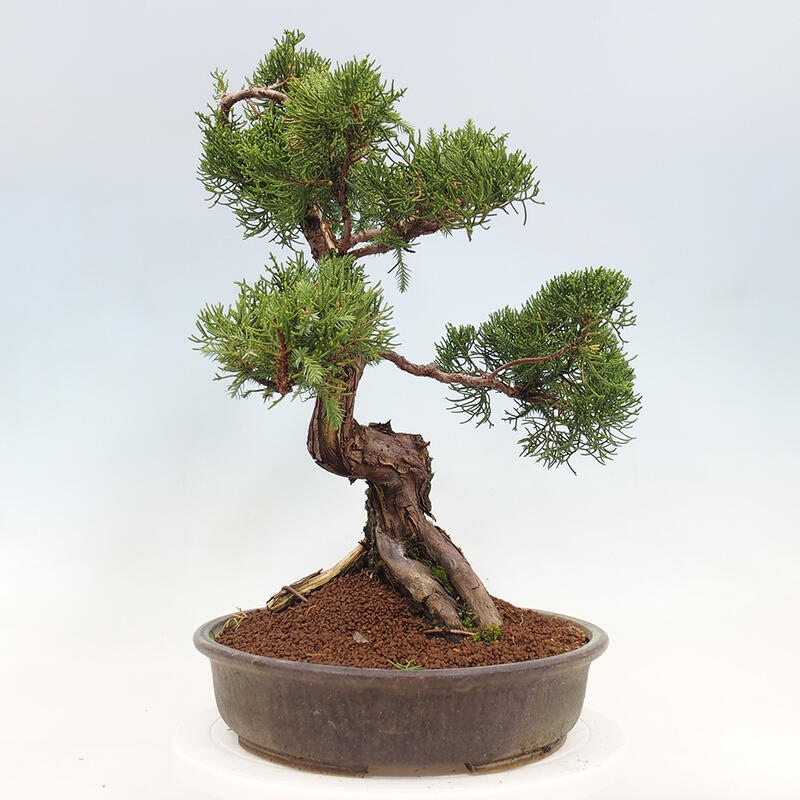 Kültéri bonsai - Juniperus chinensis Itoigawa-Juniperus chinensis
