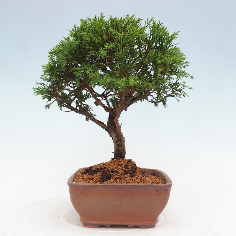 Kültéri bonsai - Juniperus chinensis Itoigawa