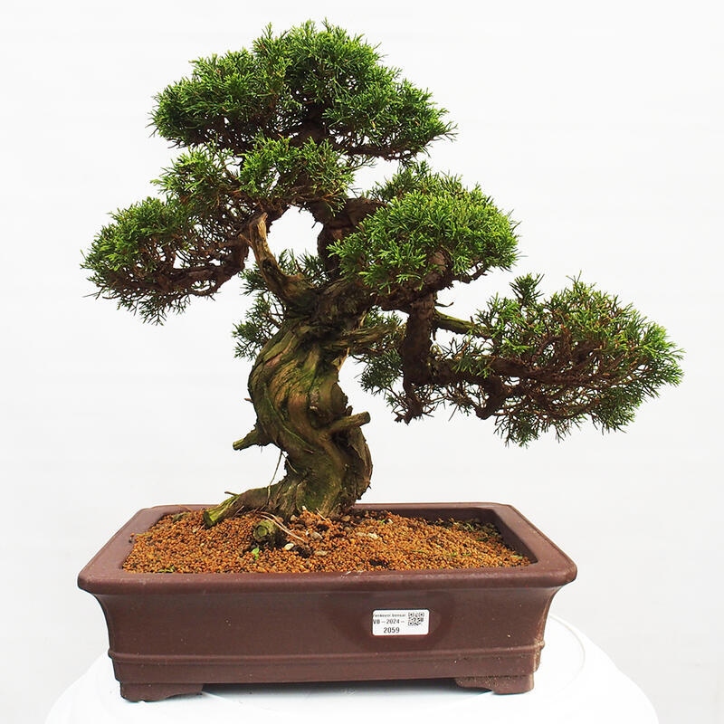 Kültéri bonsai - Juniperus chinensis Itoigawa
