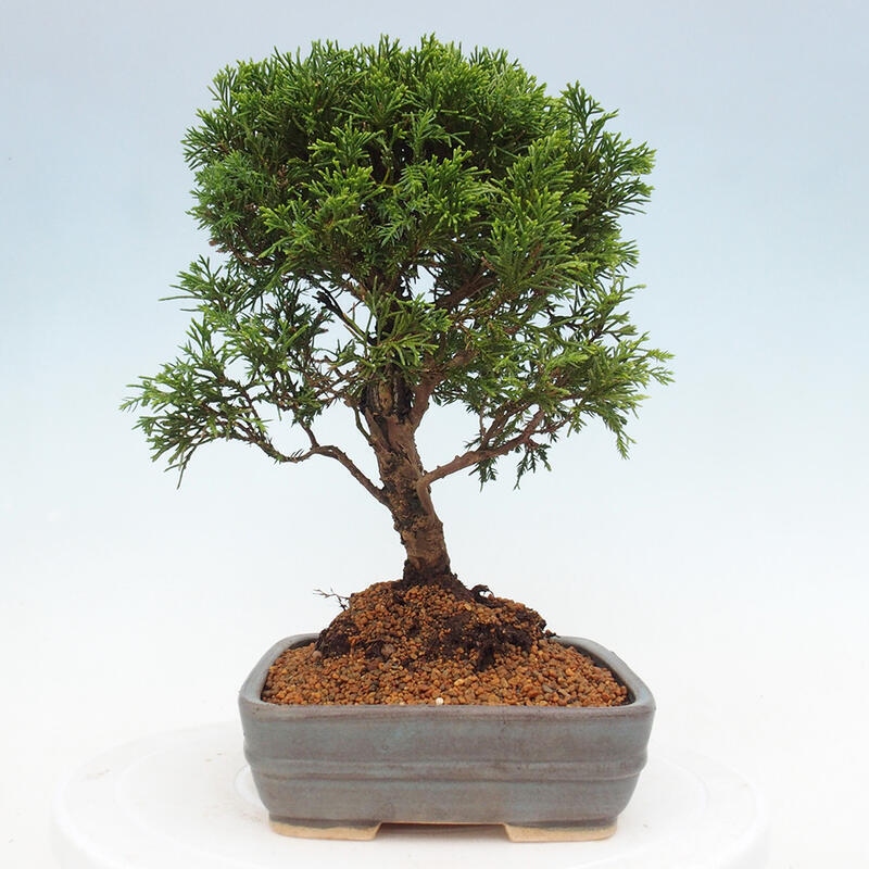 Kültéri bonsai - Juniperus chinensis Itoigawa