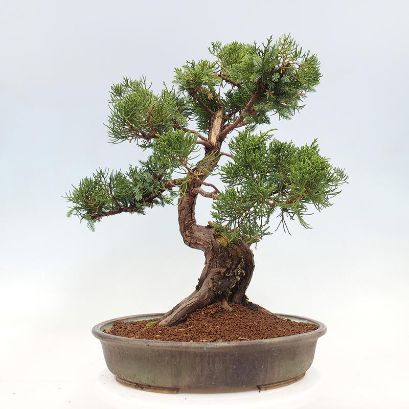 Kültéri bonsai - Juniperus chinensis Itoigawa-Juniperus chinensis