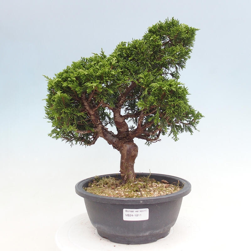 Kültéri bonsai - Juniperus chinensis Itoigawa