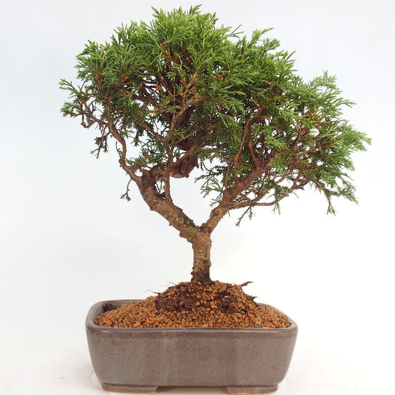 Kültéri bonsai - Juniperus chinensis Itoigawa