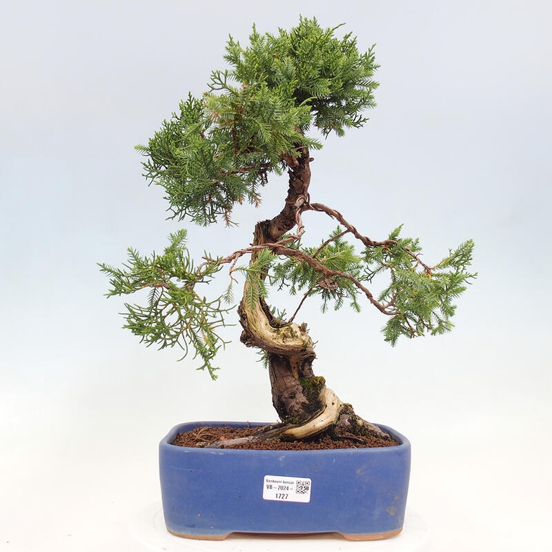 Kültéri bonsai - Juniperus chinensis Itoigawa-Juniperus chinensis