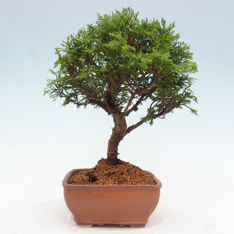 Kültéri bonsai - Juniperus chinensis Itoigawa