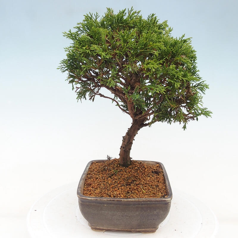 Kültéri bonsai - Juniperus chinensis Itoigawa