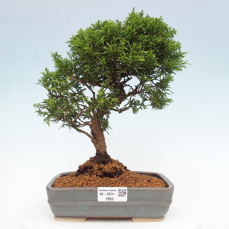 Kültéri bonsai - Juniperus chinensis Itoigawa