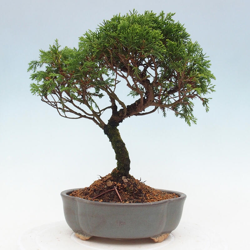 Kültéri bonsai - Juniperus chinensis Itoigawa