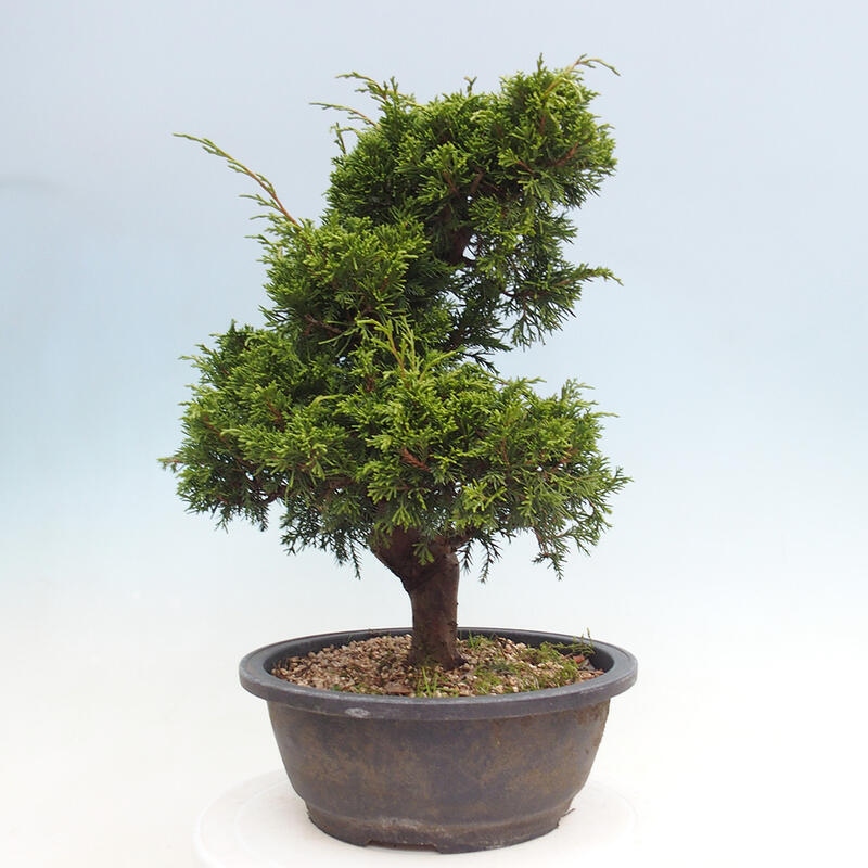 Kültéri bonsai - Juniperus chinensis Itoigawa