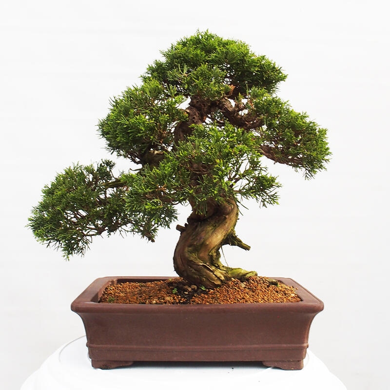 Kültéri bonsai - Juniperus chinensis Itoigawa