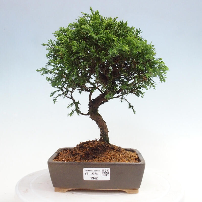 Kültéri bonsai - Juniperus chinensis Itoigawa