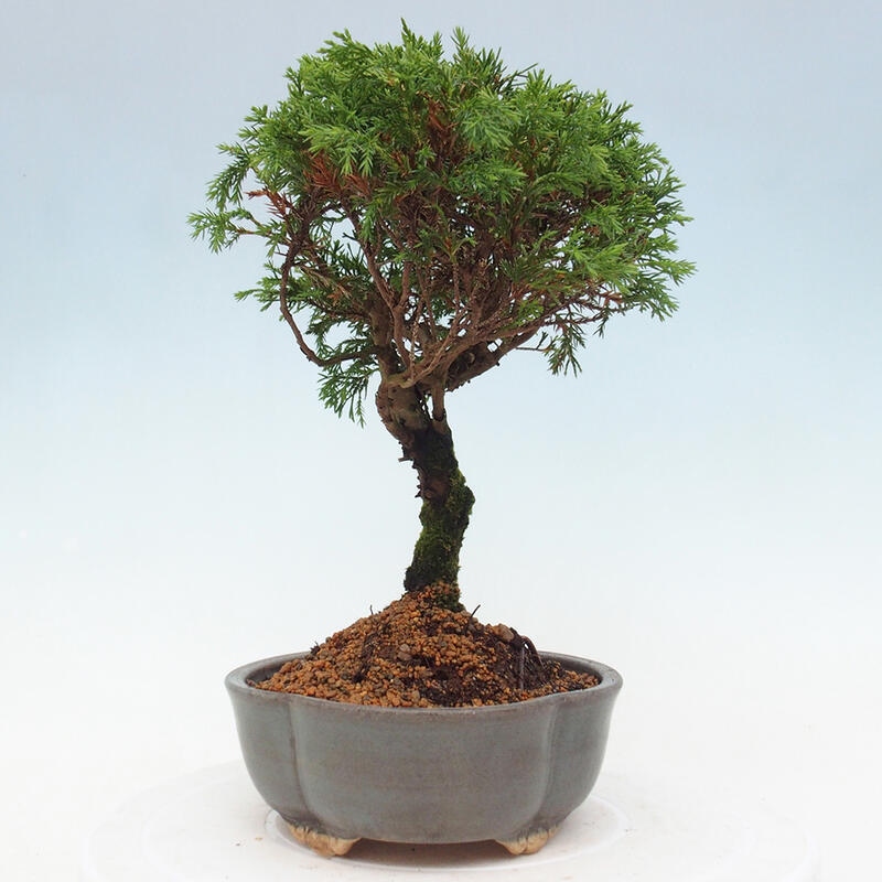 Kültéri bonsai - Juniperus chinensis Itoigawa