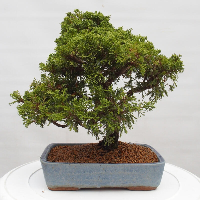 Kültéri bonsai - Juniperus chinensis Itoigawa